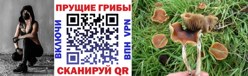 Псилоцибиновые грибы прущие грибы  закладка  Аткарск 
